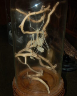 Skeleton Bat