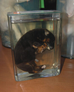 Animals in formaldehyde 20