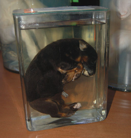 sprookjes » Animals in formaldehyde 20 sprookjes » Animals in formaldehyde 20