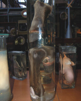 Animals in formaldehyde 27