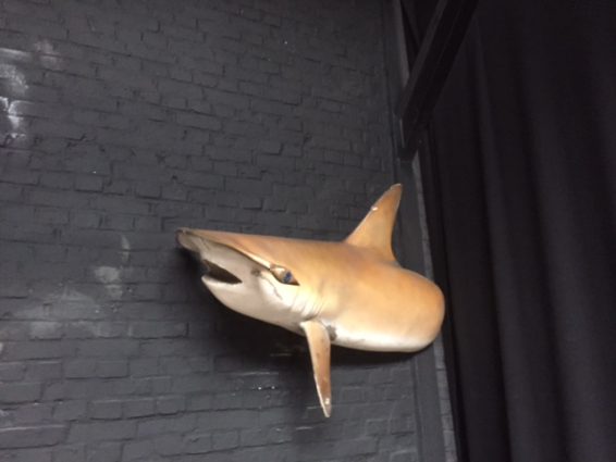 Fish 11 - shark