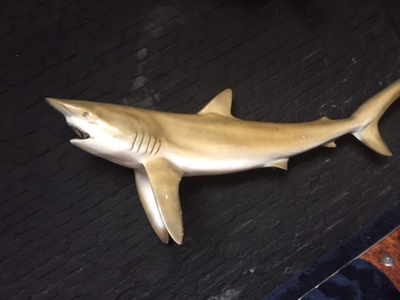 Fish 10 - Shark