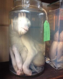 Animals in formaldehyde 6