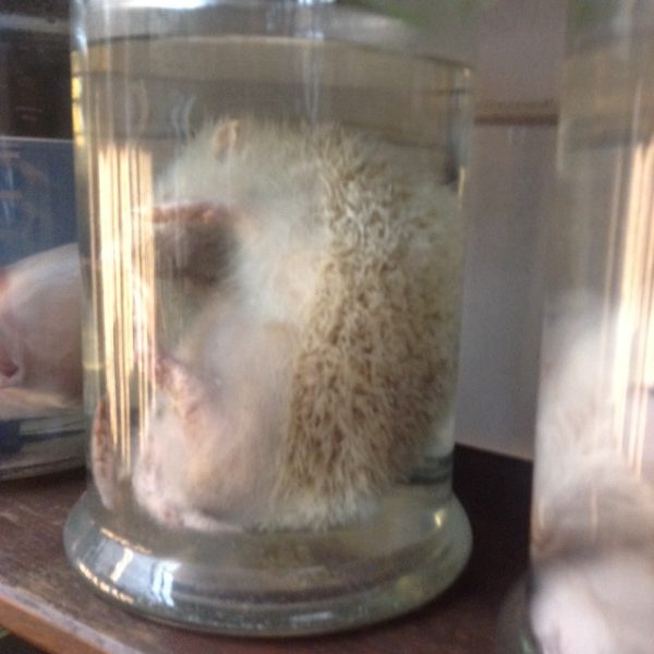 sprookjes » Animals in formaldehyde 7 sprookjes » Animals in formaldehyde 7