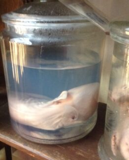 Animals in formaldehyde 15