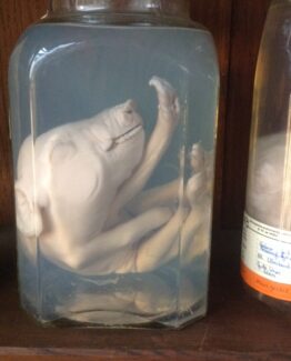 Animals in formaldehyde 17