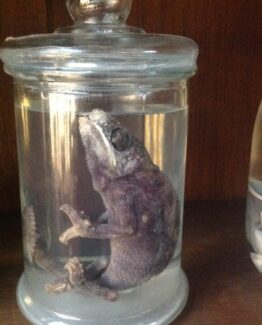 Animals in formaldehyde 19