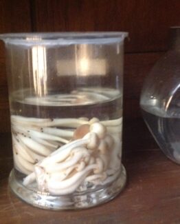 Mushroom in formaldehyde 2