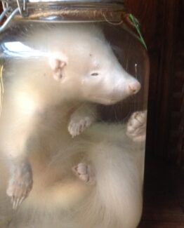 Animals in formaldehyde 13