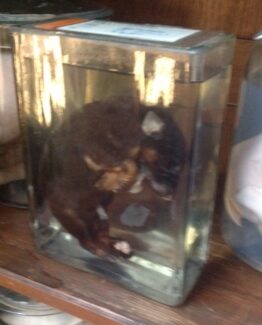 Animals in formaldehyde 14