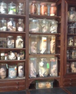 Animals in formaldehyde