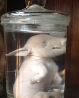 Animals in formaldehyde 9