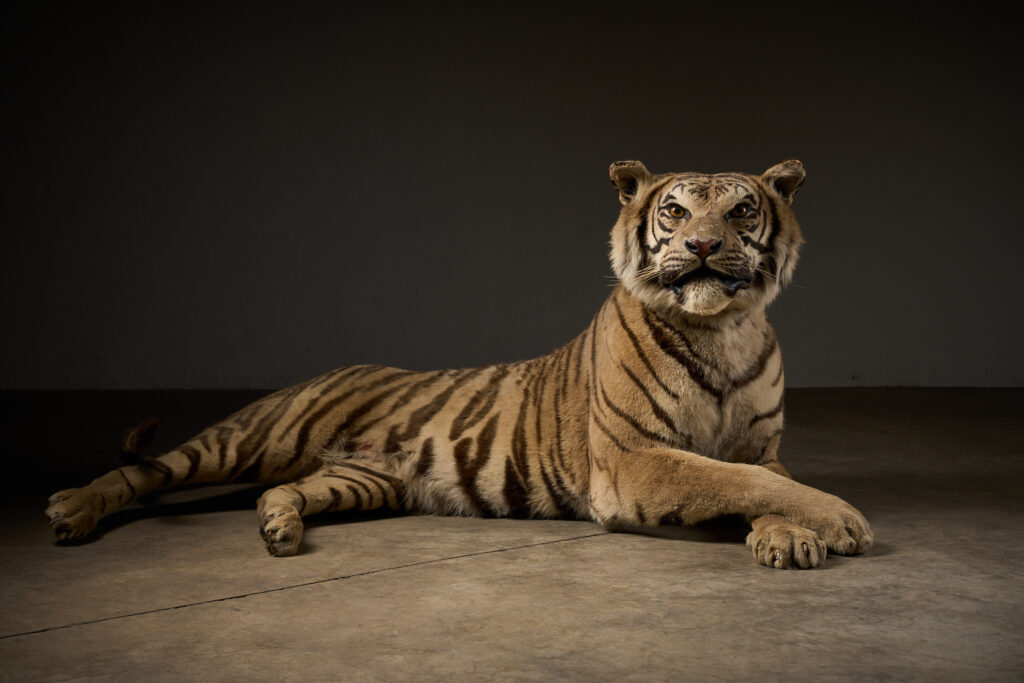 Exceptional Taxidermy Bengal Tiger Display