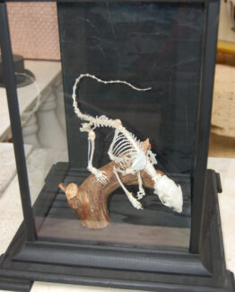 Skeleton small animal