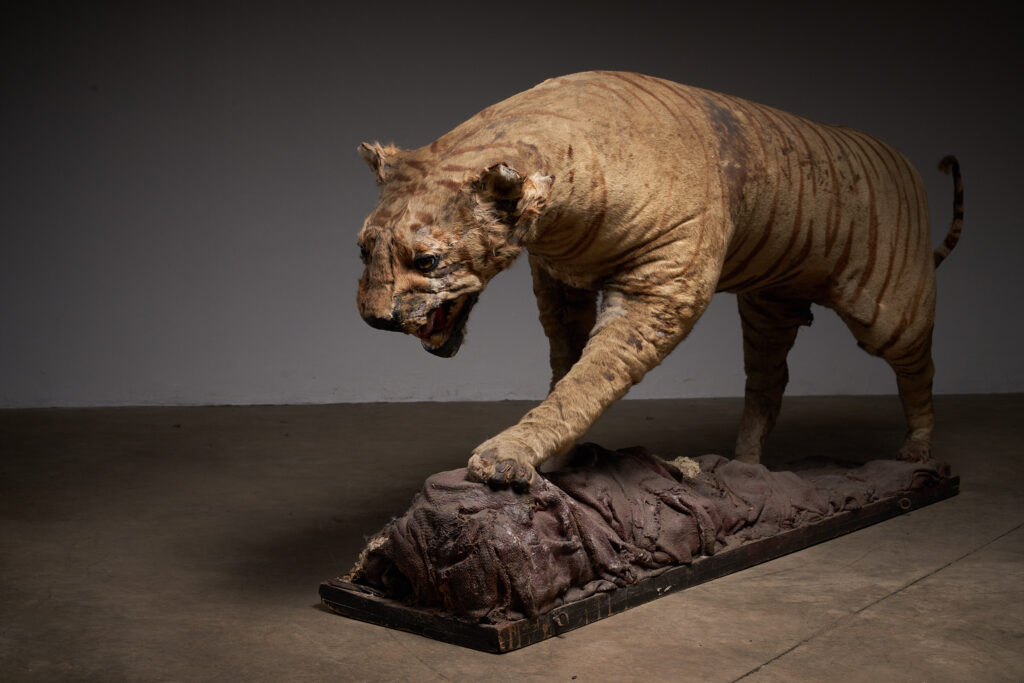 Antique Taxidermy Tiger Display with Prey, Early 20th Century
