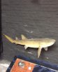 Fish 1